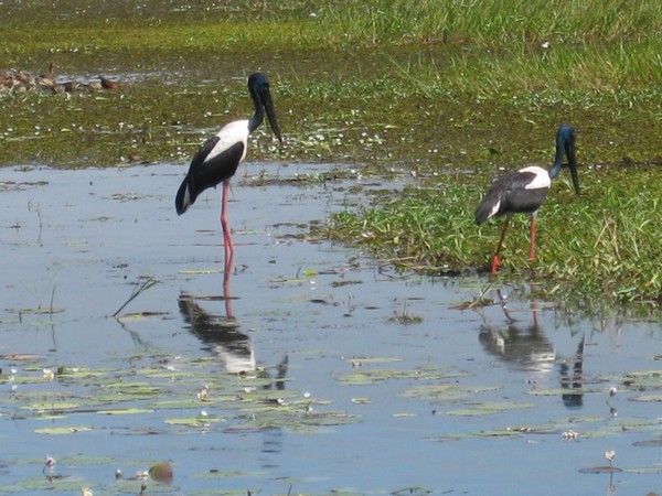 n_img_0116_jabiru_pair.jpg