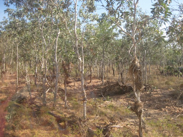 n_img_0215__grass_on_tree_from_wet_season.jpg