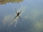 IMG_0268 Zig-zag spider.JPG