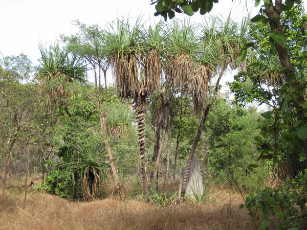 n_img_0327__spiral_pandanus.jpg