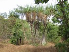 IMG_0327  Spiral pandanus.JPG