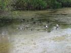 IMG_0371  Magpie geese in Mamukala Billibong.JPG