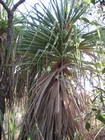 IMG_0769 Spiral pandanus tree.JPG