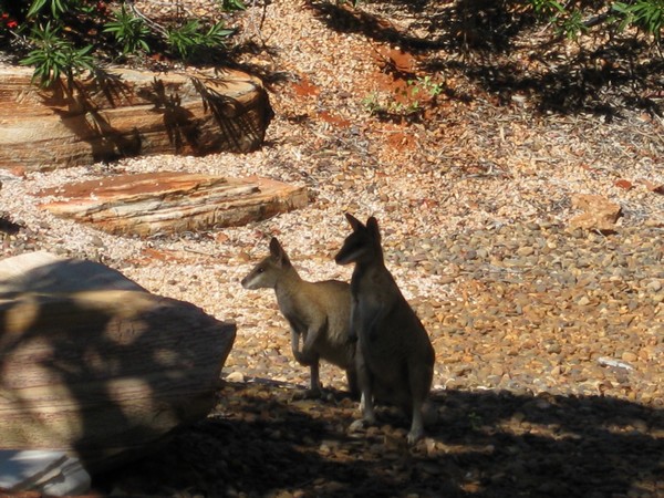 n_img_1229__wallabys_in_front_of_our_hotel_room.jpg