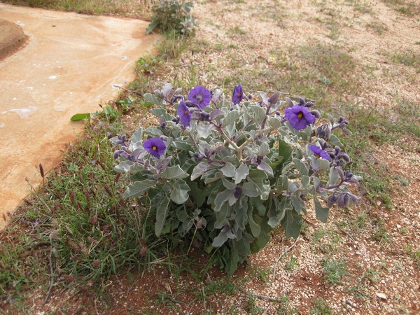 n_img_2037__flowers_at_the_entrance_to_shark_bay_2.jpg