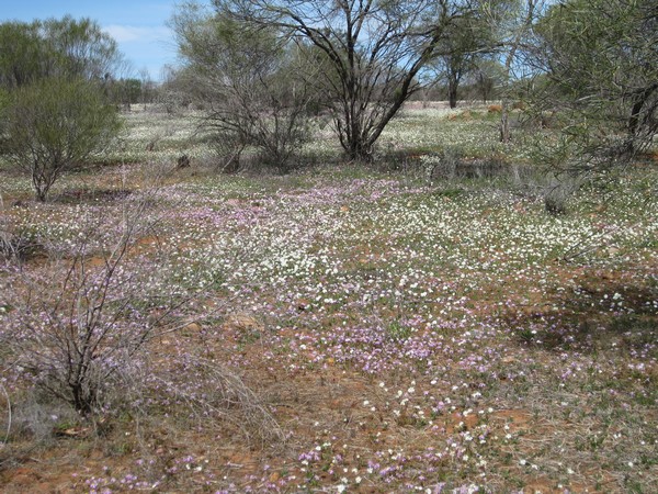 n_img_2061__pink_daisies_and_white_paper_daisies.jpg