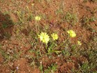 IMG_2033  Flowers at the entrance to Shark Bay.JPG