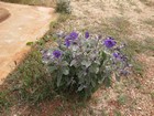 IMG_2037  Flowers at the entrance to Shark Bay 2.JPG