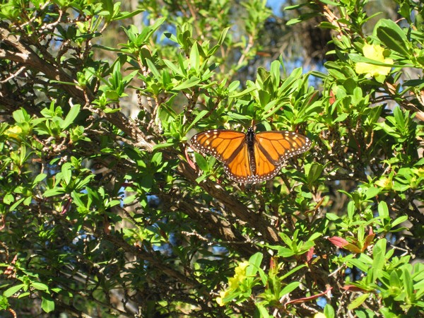 n_img_3254__monarch_butterfly_in_yanchep_national_park.jpg