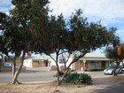 IMG_3163  Bottle brush gravilia.JPG