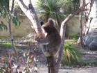 IMG_3252  Koala colony in Yanchep National Park.JPG