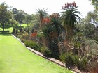 IMG_3307  Kings Park 2.JPG