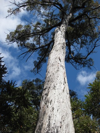 n_img_3359_61__3_400_year_old_jarrah_tree.jpg