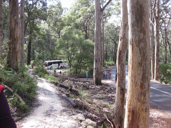 n_img_3563__karri_trees_in_the_valley_of_the_giants.jpg