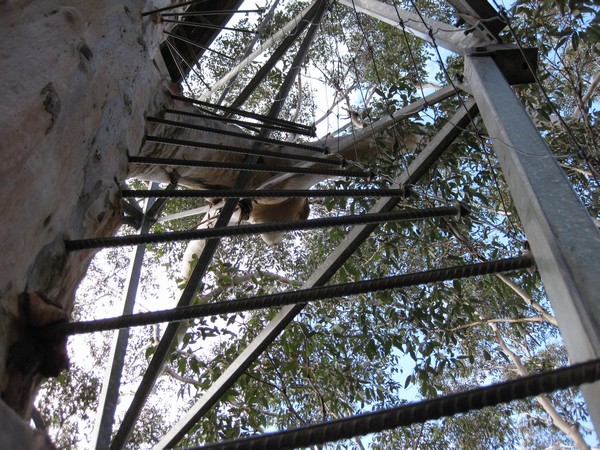 n_img_3626__rod_steps_for_climbing_the_gloucester_tree.jpg