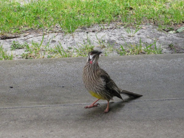 n_img_3664__red_wattlebird.jpg