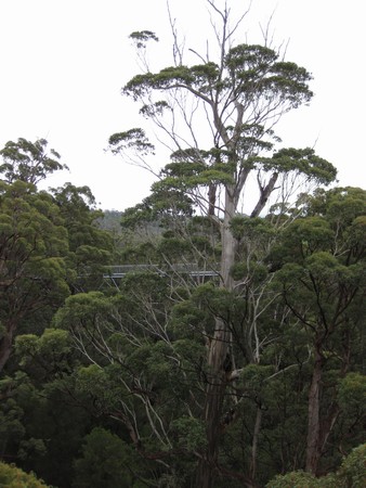 n_img_3687__tingle_tree_on_the_treetop_walk.jpg