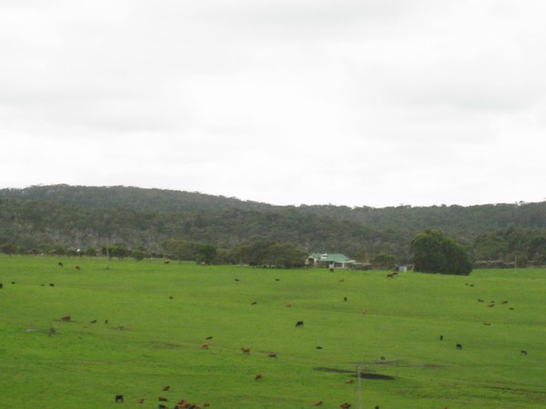 n_img_3734__lush_fields_with_cattle_and_homestead.jpg