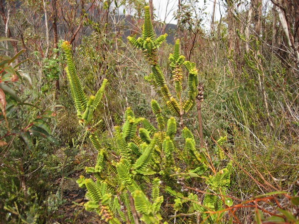 n_img_3859__more_strange_plants___australia_is_incredible_everywhere.jpg