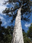 IMG_3359 61  3-400 year-old jarrah tree.JPG