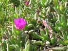 IMG_3537  Flowers at Cape Leeuwin  .JPG