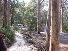 IMG_3563  Karri trees in the Valley of the Giants.JPG