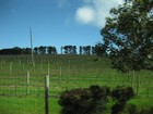 IMG_3574  Vinyard.JPG