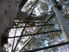 IMG_3626  Rod steps for climbing the Gloucester tree.JPG