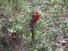 IMG_3639  Redcapped parrot.JPG