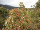 IMG_3858  Flowers at the parking lot below Bluff Knoll.JPG