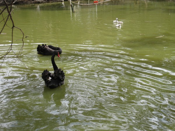 n_img_4232__australian_black_swans.jpg