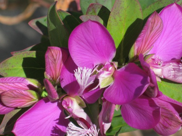 n_img_4298__flowers_in_fremantle.jpg