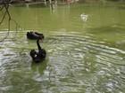 IMG_4232  Australian black swans.JPG