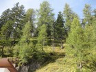 IMG_2841 European larch, tough and cold resistant.JPG