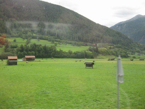 n_img_2971_cows_and_hay_shelters.jpg