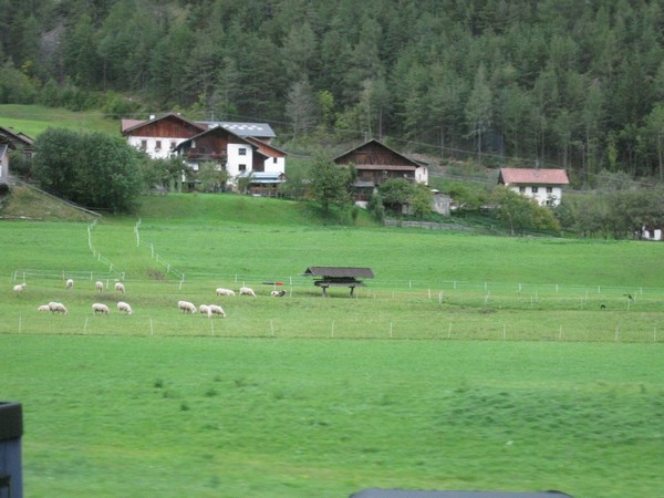 n_img_2977_sheep_and_tyrolean_buildings.jpg