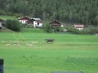 IMG_2977 Sheep and Tyrolean buildings.JPG