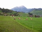 IMG_4093 Mount Stanserhorn and Swiss farms.JPG