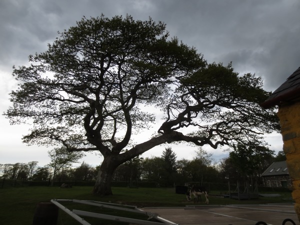 n_img_3101__a_gnarled_irish_oak.jpg