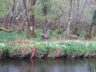 IMG_3209  Red deer in Killarney National Park.JPG