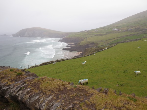 n_img_3278__slea_head_on_the_dingle_peninsula.jpg