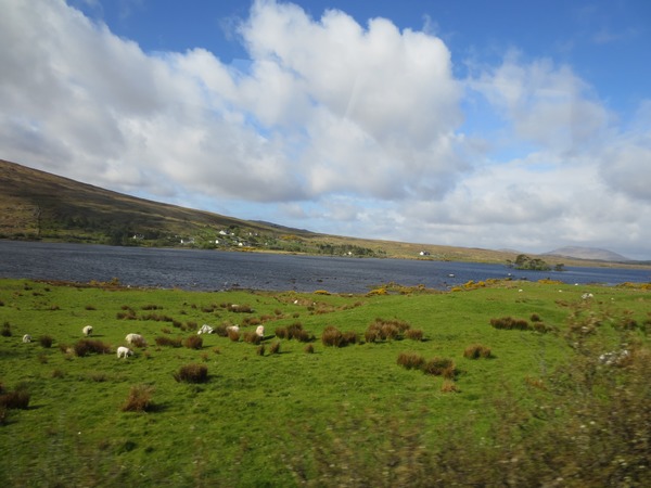 n_img_3610__connemara_sheep.jpg