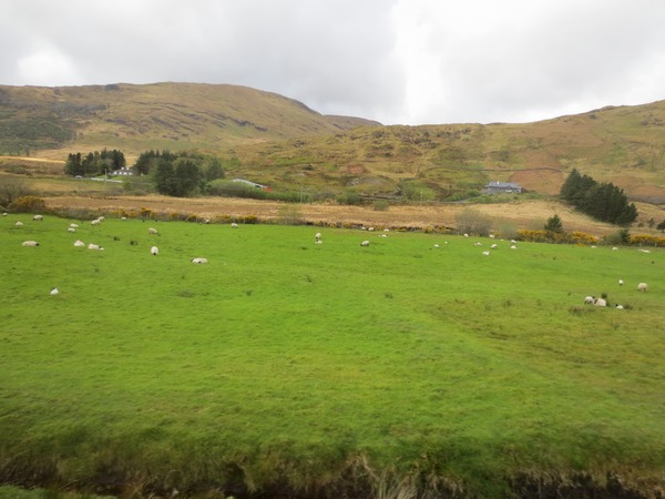 n_img_3622__connemara_sheep.jpg