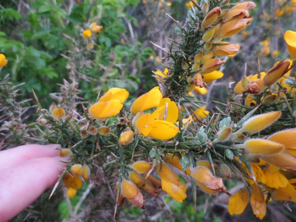 n_img_3701__gorse_even_closer.jpg