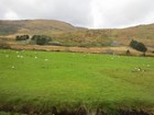 IMG_3622  Connemara sheep.JPG