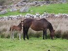 IMG_3694  Furbogh neighbours.JPG