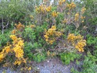 IMG_3700  Gorse up close.JPG