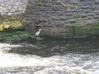 IMG_3749  Garavogue River in Sligo.JPG