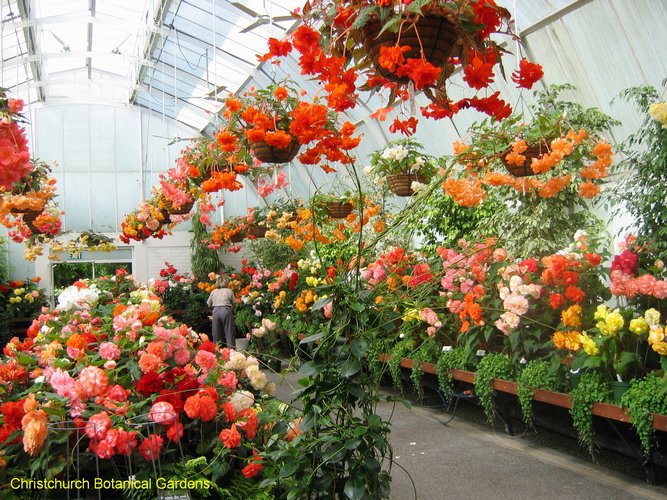 2007_03_26__2013_cch_flower_greenhouse.jpg