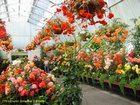 2007_03_26__2013_cch_flower_greenhouse.jpg